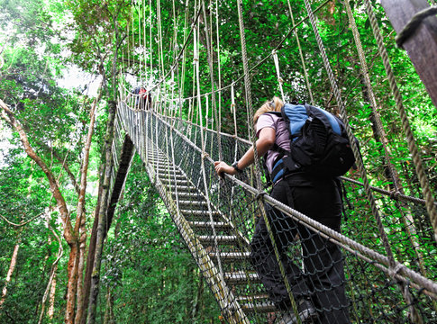 Fototapeta canopy bridge