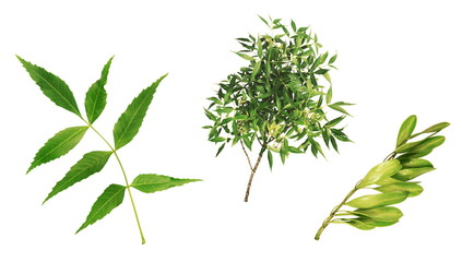 Feuilles et  fruits du frêne