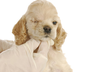 veterinary care