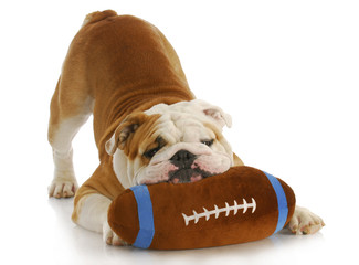playful dog