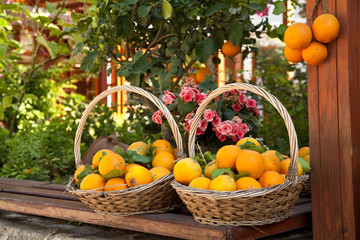 zwei Körbe mit Organen