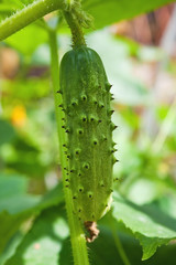 Cucumber