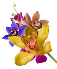 Obraz na płótnie Canvas multicolor orchids