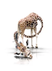 Rolgordijnen Giraffe mit langen Hals © Werner Dreblow
