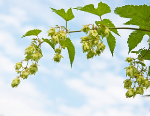 branch of hops against sky