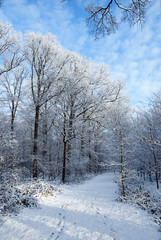 Forrest in the winter