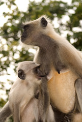 Hanuman langurs, Ranthambore National Park, India