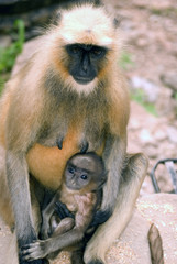 Hanuman langurs, Ranthambore National Park, India