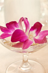 orchidea