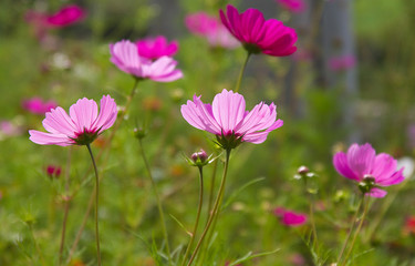 Fototapeta premium cosmos