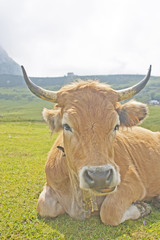 Vaca lechera 3