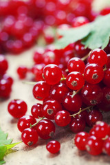 ripe red currant berries