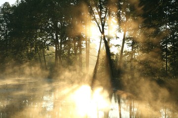 Obraz premium Rising sun enters the deciduous forest in foggy weather