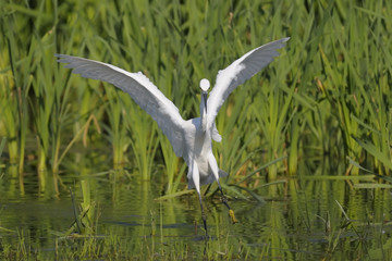 Little Egret (Egretta garzetta)