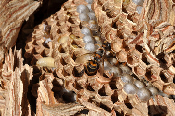 intérieur nid de frelons alvéoles