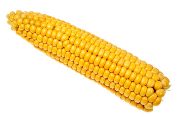 Corncob closeup isolated over white background.