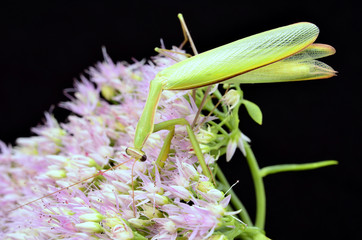 Mantis on flower on a black background