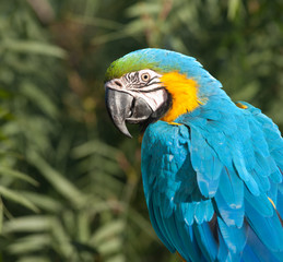 Blue and Yellow Macaw.