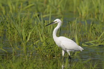 Little Egret (Egretta garzetta)