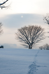 snow winter tree