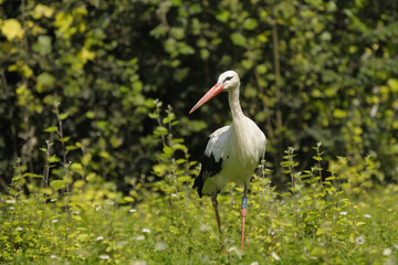 white stork - Ciconia ciconia Linnaeus
