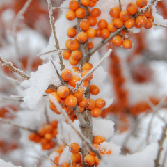 Sanddorn im Winter