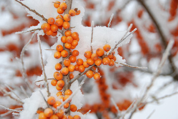 Sanddorn im Winter