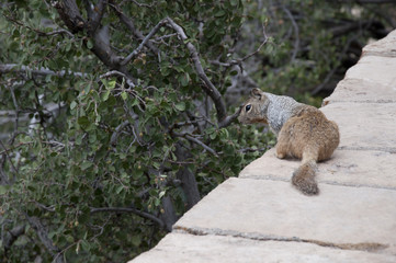 Squirrel in Grand Canyon Arizona USA