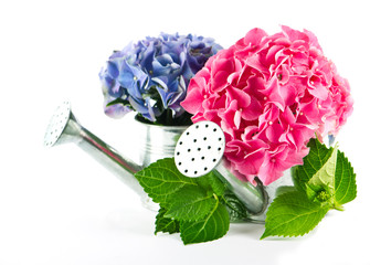 blue and pink hydrangea blooms in watering can