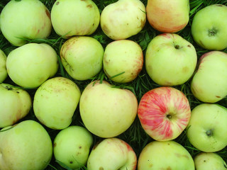 pattern made of apples (grushovka)