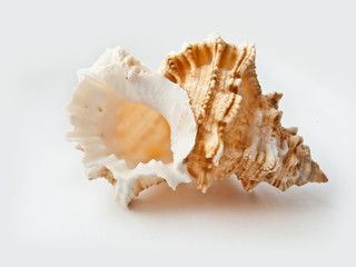 seashell on white background