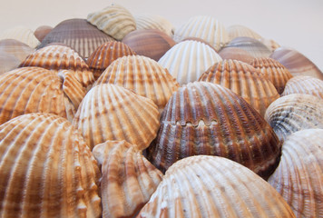 Pattern made of seashells