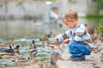 Cute little boy feeding ducks - 35171047