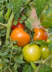 tomates