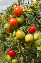 tomates
