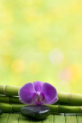 orchidea