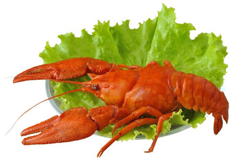 Рак