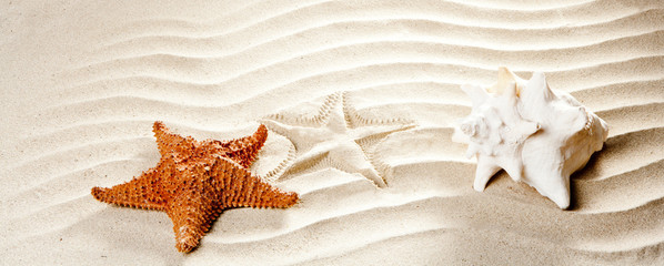 Fototapeta na wymiar caribbean tropical faliste biała powłoka rozgwiazda piasek