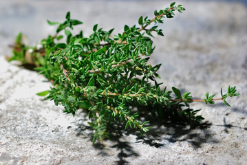Fresh thyme