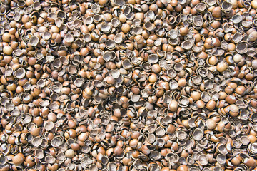 nut shells background