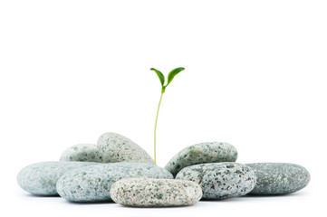 Fototapeta premium Pebbles and seedlings - alternative medicine concept
