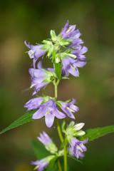 Obraz premium violet purple flower