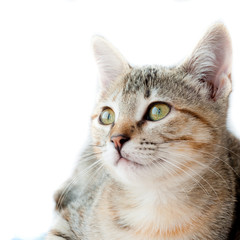 gata comum tigrada