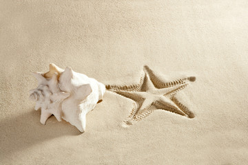 Fototapeta na wymiar beach starfish print shell white caribbean sand
