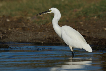 aigrette garzette