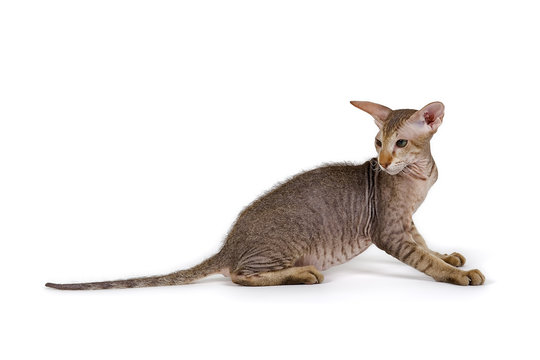 Peterbald Kitten 18350