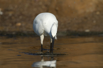 aigrette garzette