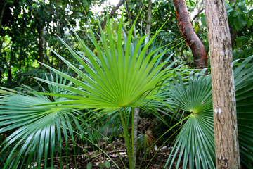 chit palm tree in jungle rainforest in Mayan Riviera