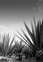 Agave tequilana plant for Mexican tequila liquor - obrazy, fototapety, plakaty
