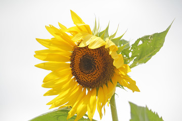 中国のひまわり